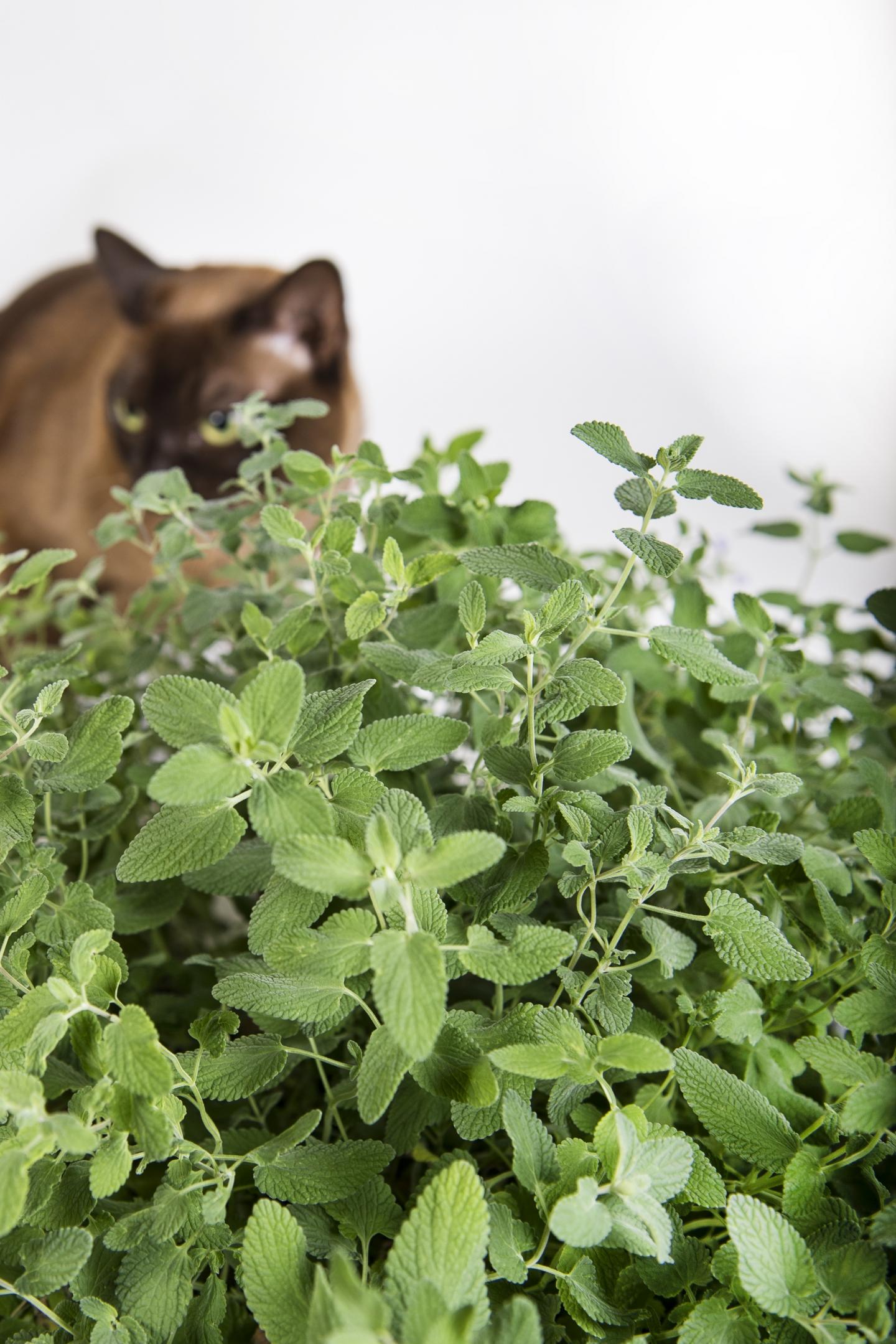 how-catnip-makes-the-chemical-that-causes-cat-eurekalert