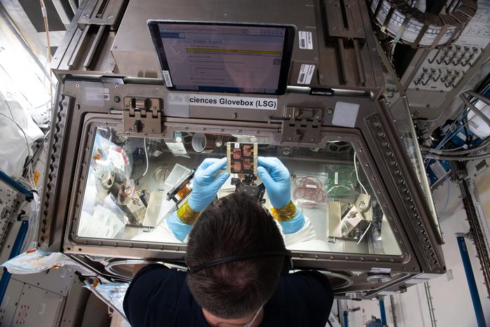 Astronauts conducting experiments on muscle chips