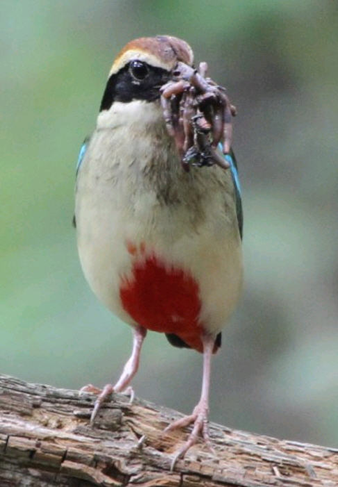 Figure 1. A parent pitta with earthworms in the beak.