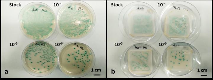 Comparison of Device and Agar Gel Test