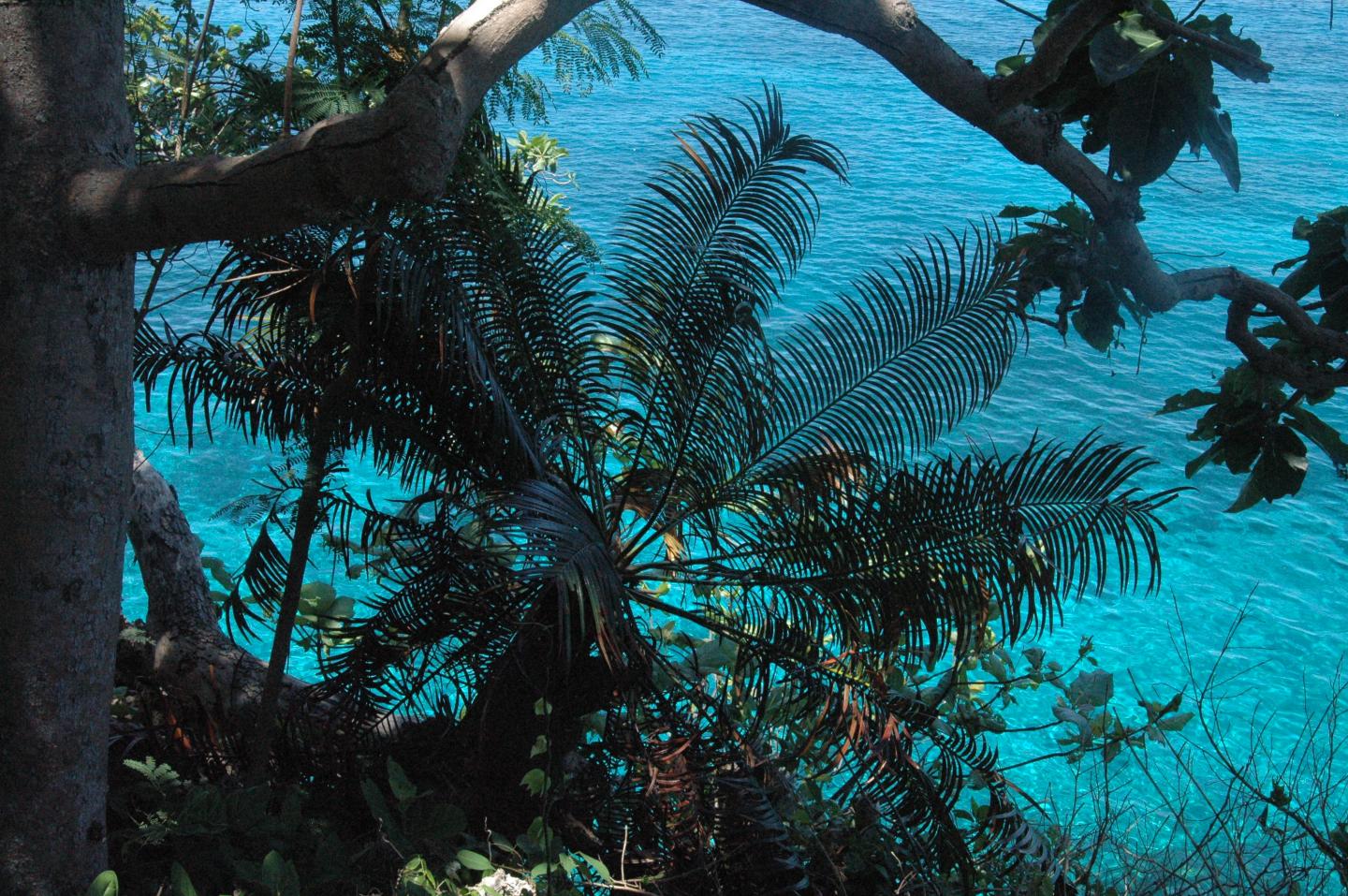 <em>Cycas nitida</em> in Visayan Coastal Habitat