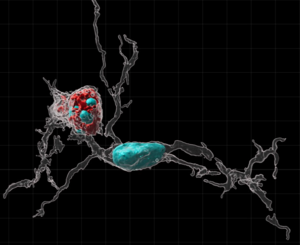 Immune System Sculpts Rat Brains During Development