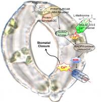 The Mechanism of Stomatal Closure
