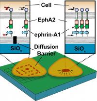 EphA2/ephrin-A1 Signaling Complexes