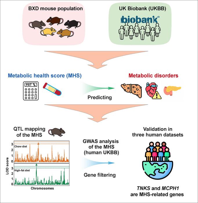 A graphical abstract of the research methodology