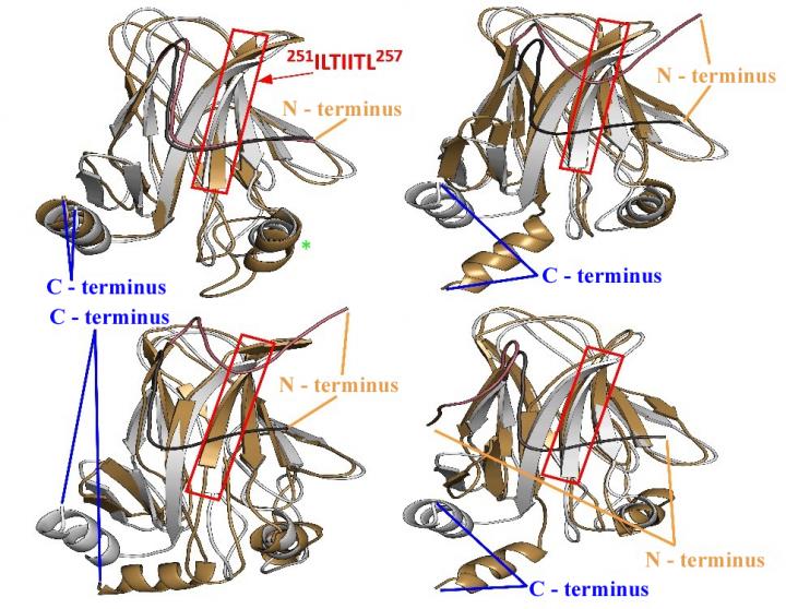 AMYLOID 1