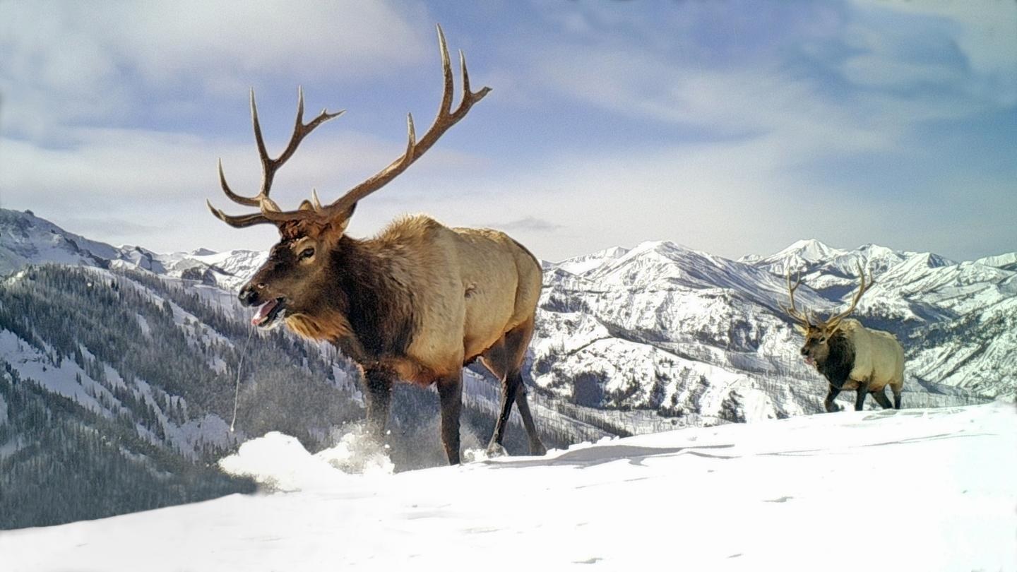 Migrating Elk