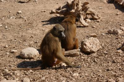 Baboons Can Learn to Spot Printed Words (2 of 9)