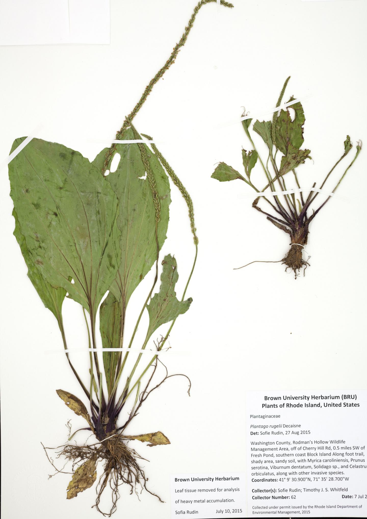 Plantago Specimen