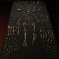 Homo naledi: Bones laid out in 2015 of the Homo naledi