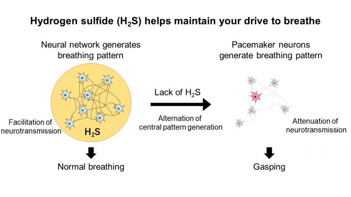 Hydrogen sulfide helps maintain your drive to breathe