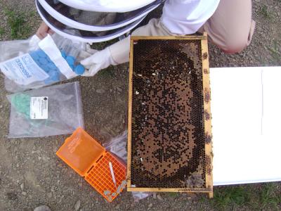 Virus Named As Possible Factor in Honey Bee Disappearance (3 of 3)