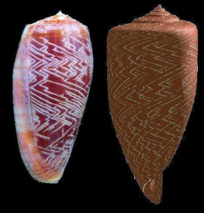 Real and Computer-Generated Seashells