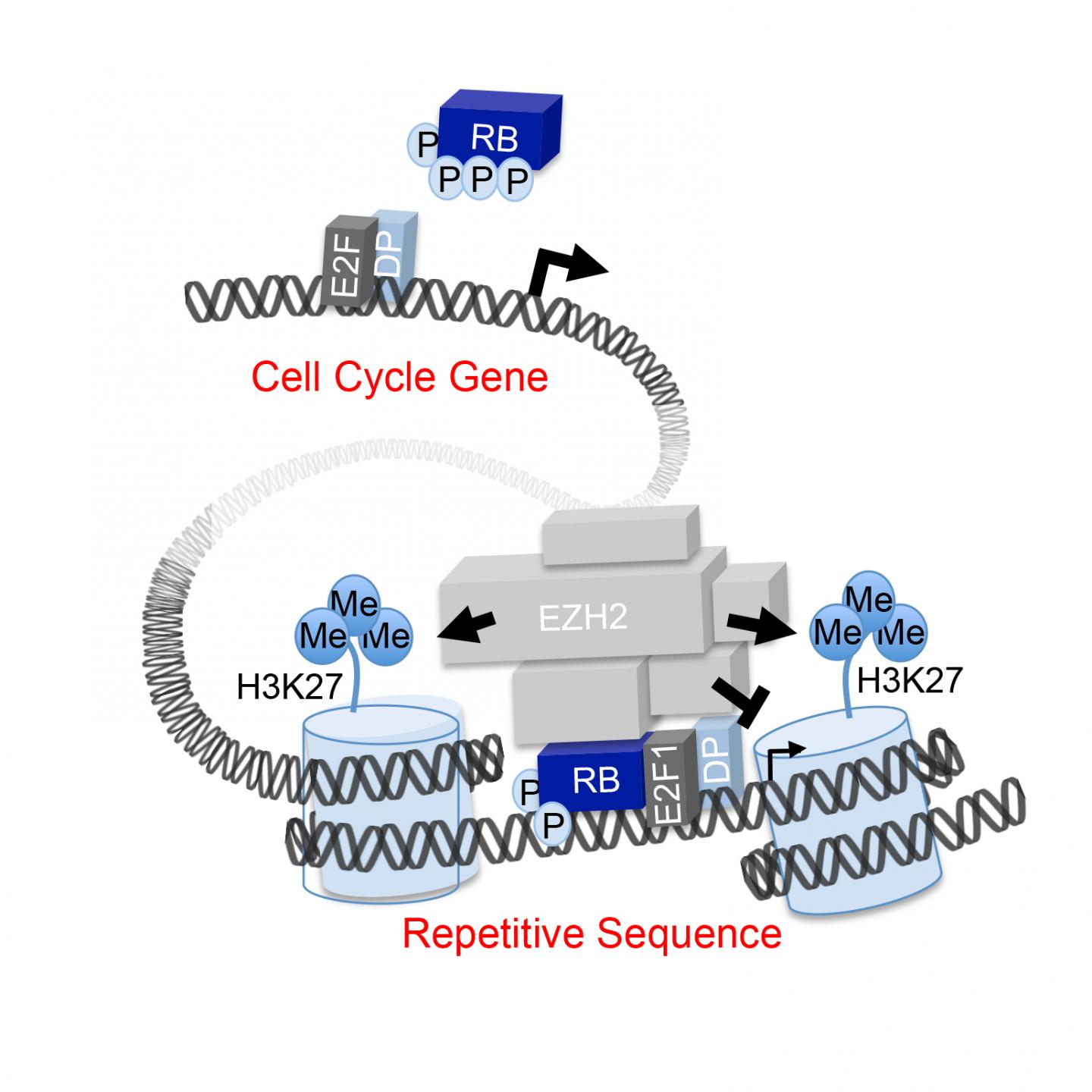 Graphical Abstract: An RB-EZH2 Complex Mediates Silencing of Repetitive DNA Sequences