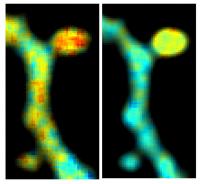 Simultaneous Dual-Color Fluorescence Lifetime Imaging with Novel Red-Shifted Fluorescent Proteins