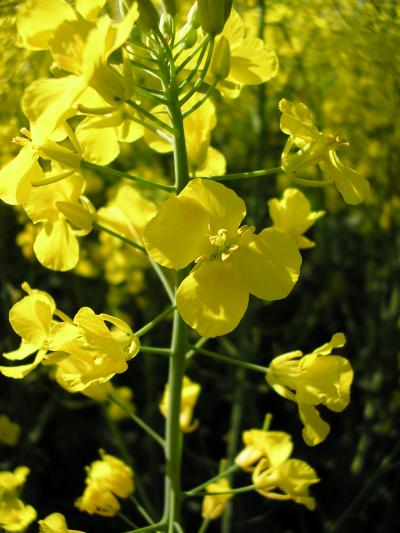 Rapeseed (<i>Brassica napus</i>)