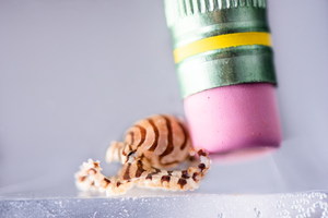 Pygmy zebra octopus hatchling (Octopus chierchiae)