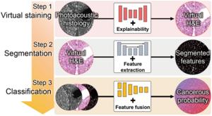 Automated, deep learning-based models for virtual staining, segmentation, and classification of unlabeled photoacoustic Histology images (PAHs).