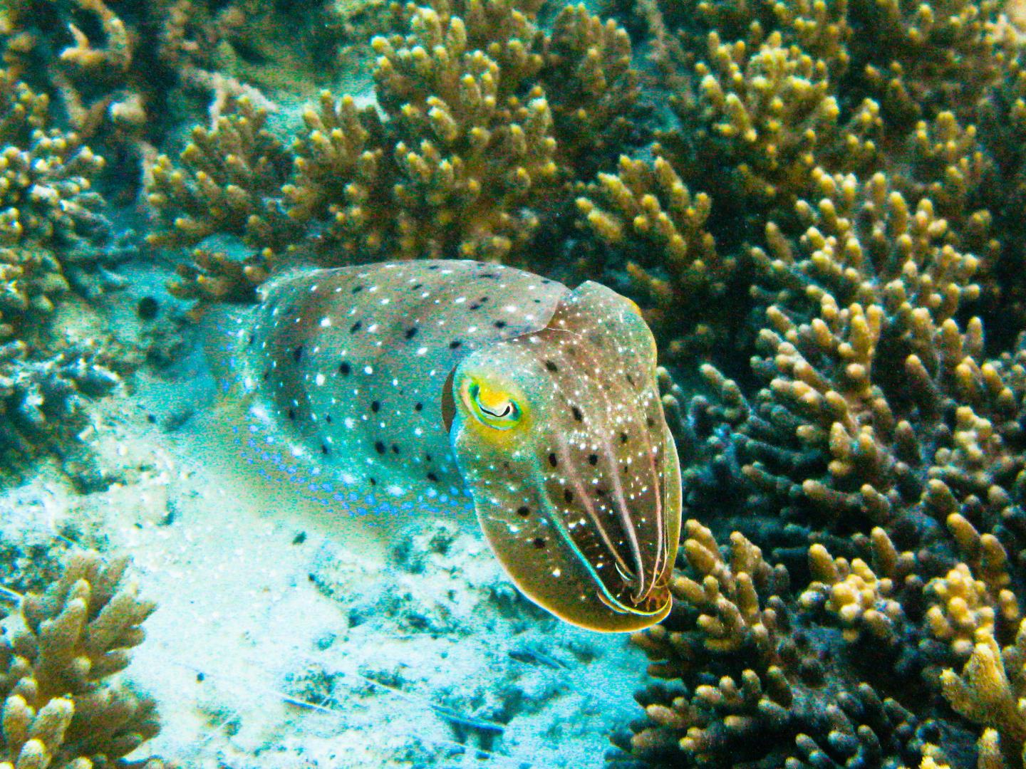 Cuttlefish