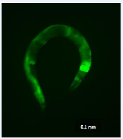 <i>C. elegans</i> Worm