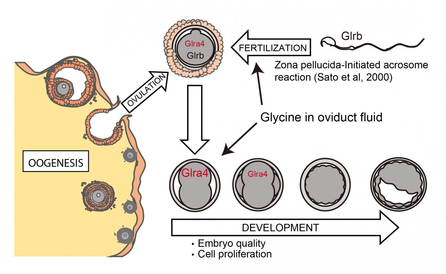 Graphical Abstract of the Putative Role of Glycine Receptors from Fertilization to Early Development