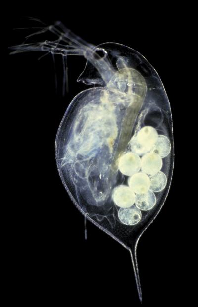 <I>Daphnia pulex</I> (1 of 2)