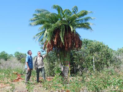 Cycad Transplant Logistics