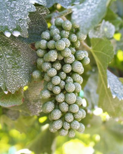 Particle Film on Wine Grapes