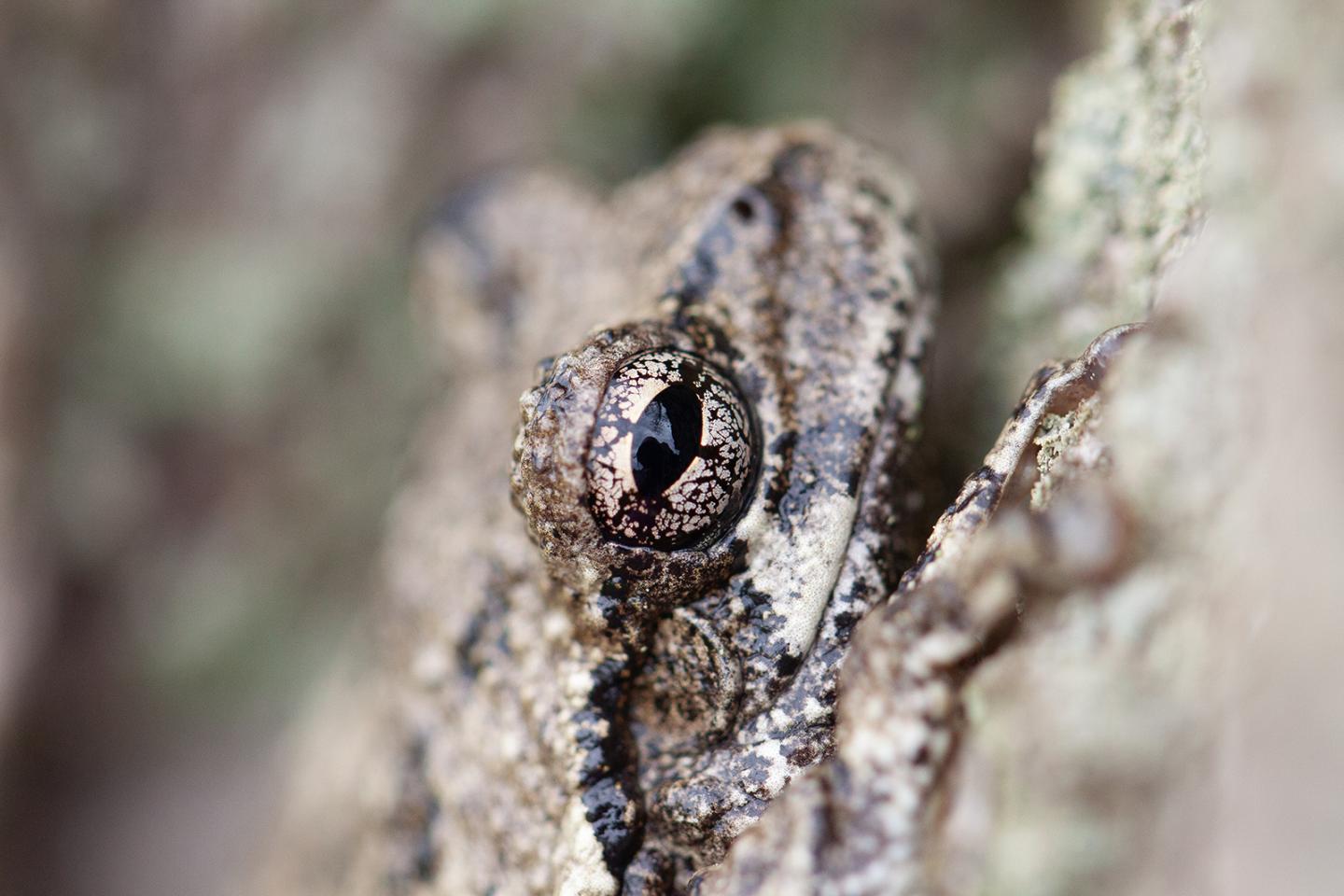 Gray Treefrog