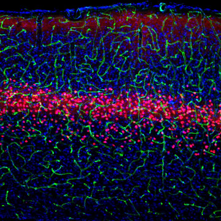 Salk Scientists Discover the Function and Connections of 3 Cell Types in the Brain