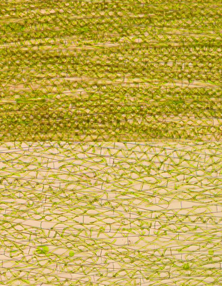 Cell Elongation in Response to Ethylene