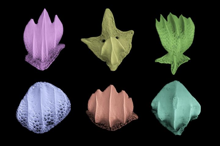 False color electron microscope images of denticles