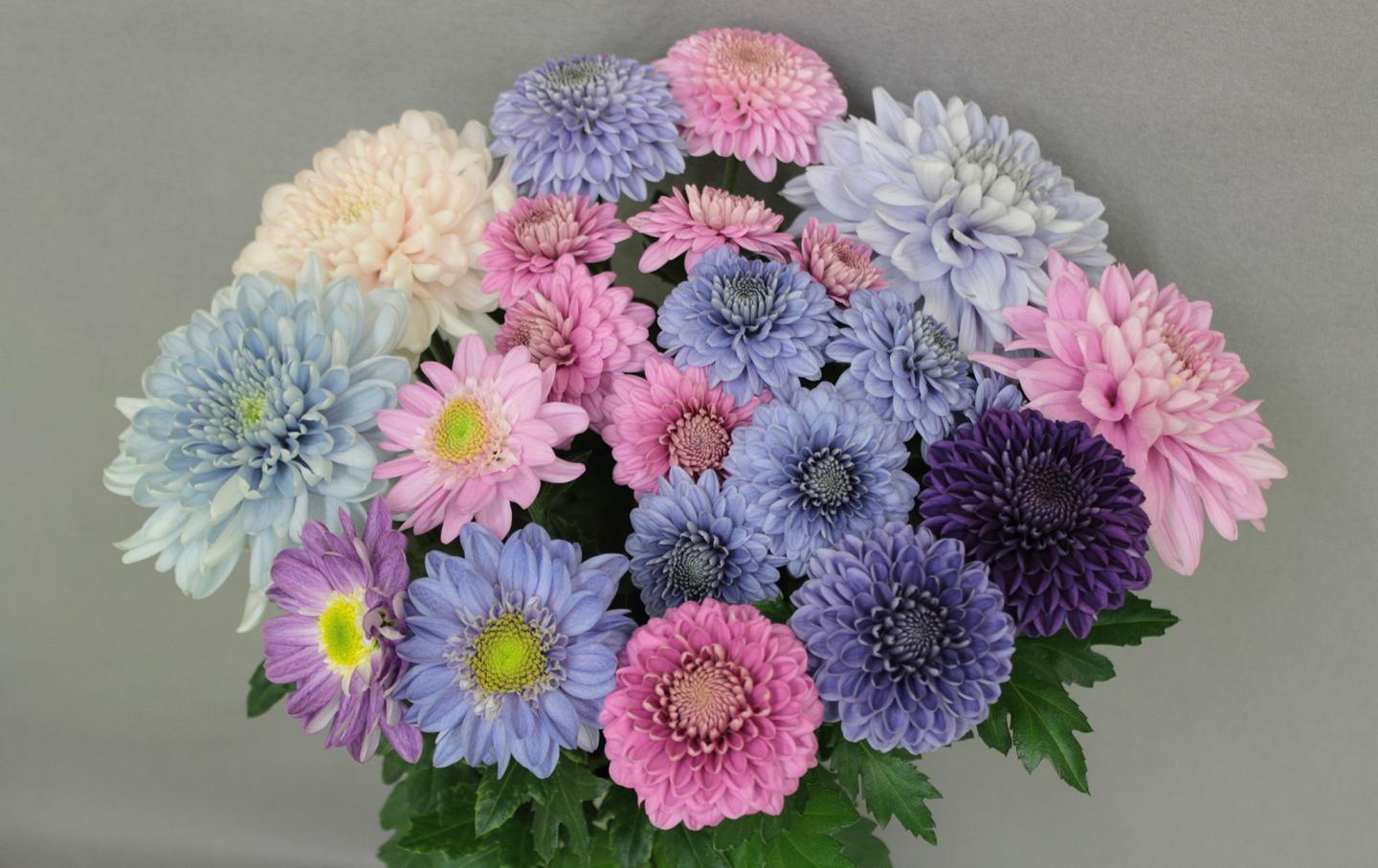 Genetic Engineering Turns Chrysanthemums 'True Blue' (4 of 11)