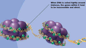 Histones spooling DNA