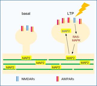A schematic model for MAP2 spine translocation during LTP