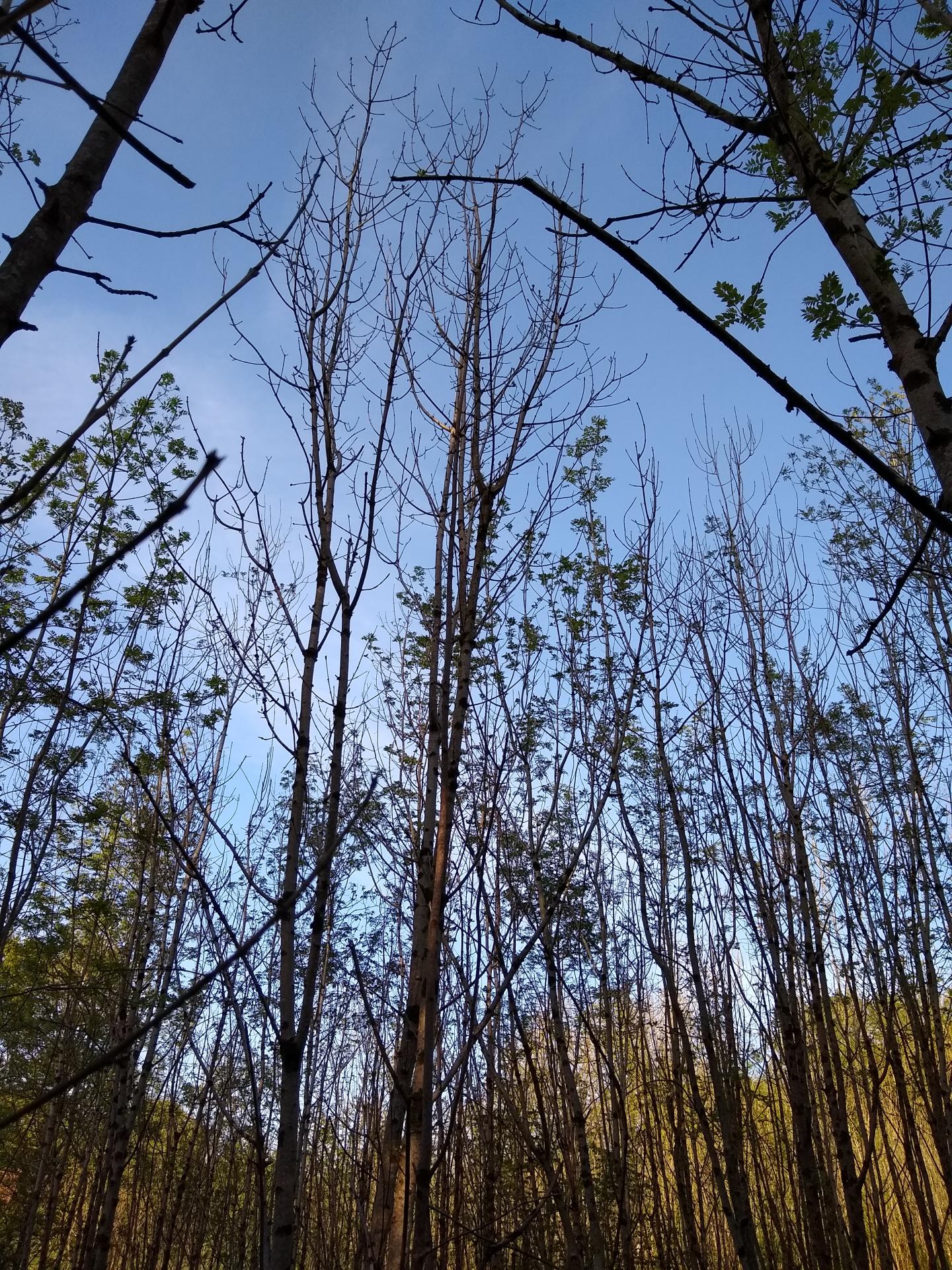 Young ash trees suffering from ash die back