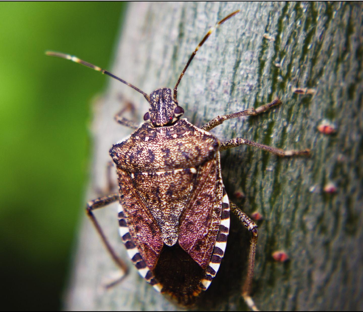 Stink Bug