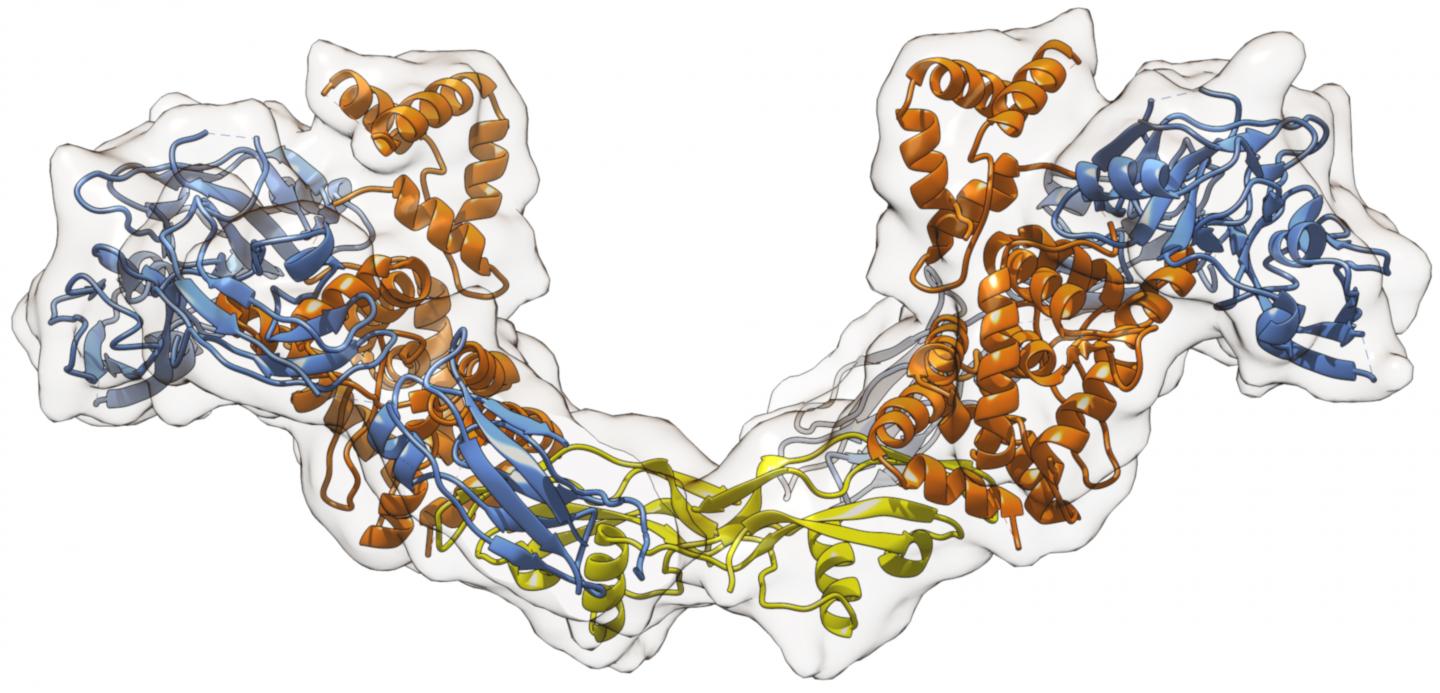 Structure of the Extracellular Region