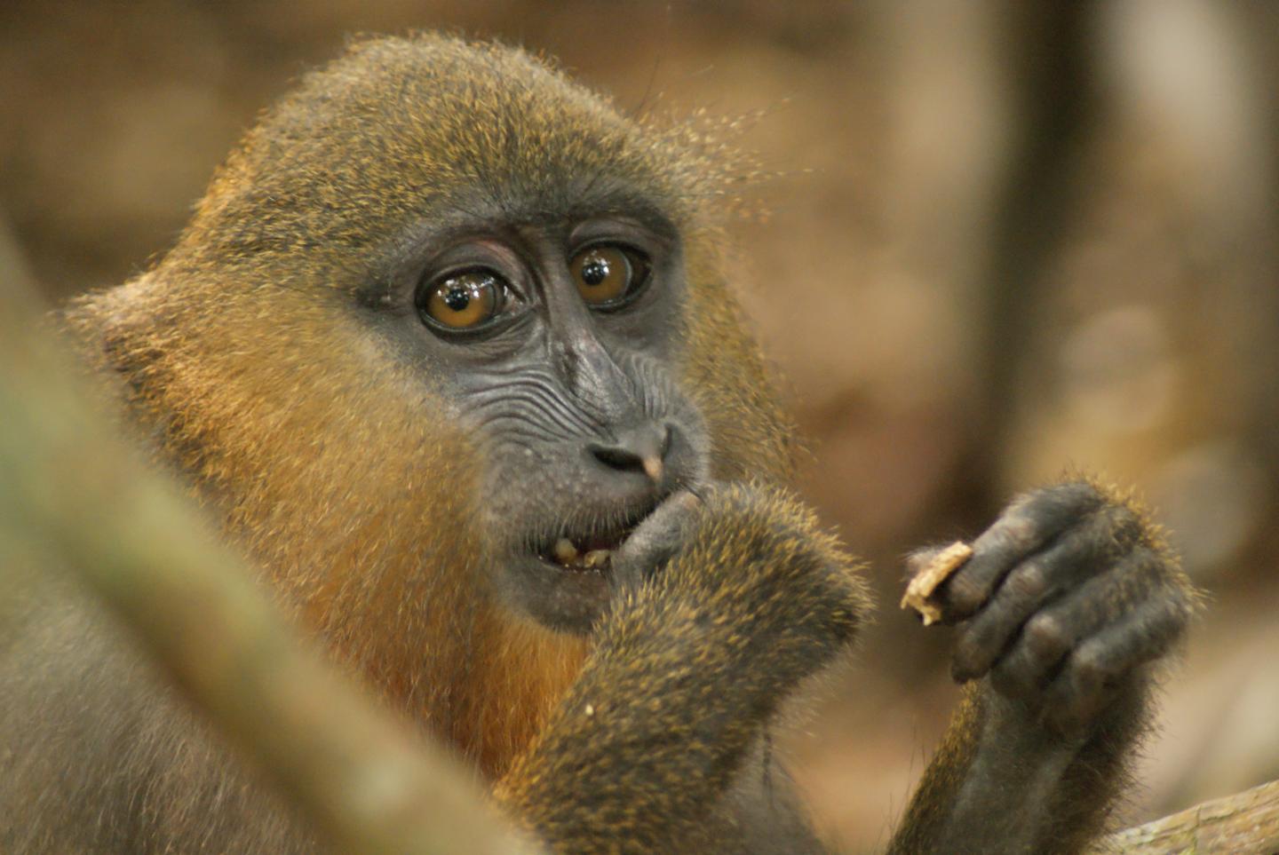 Mandrills Use Fecal Odor to Avoid Grooming Mandrills with Parasites (4 of 6)