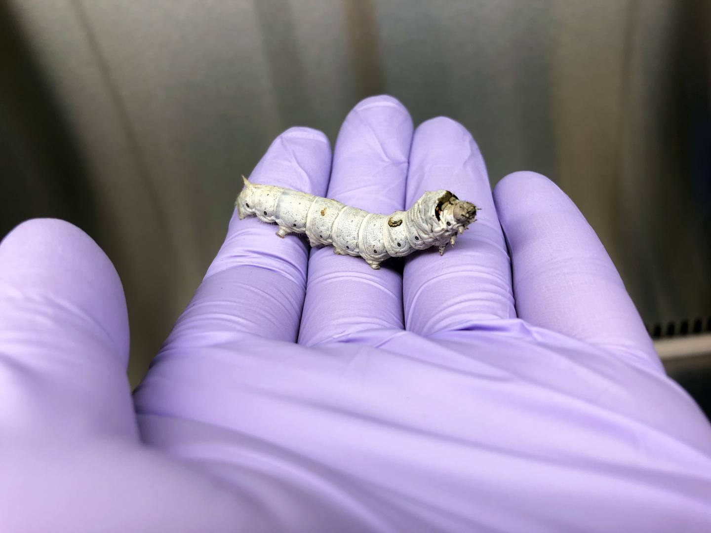 Silkworm, a Useful Animal Infection Model