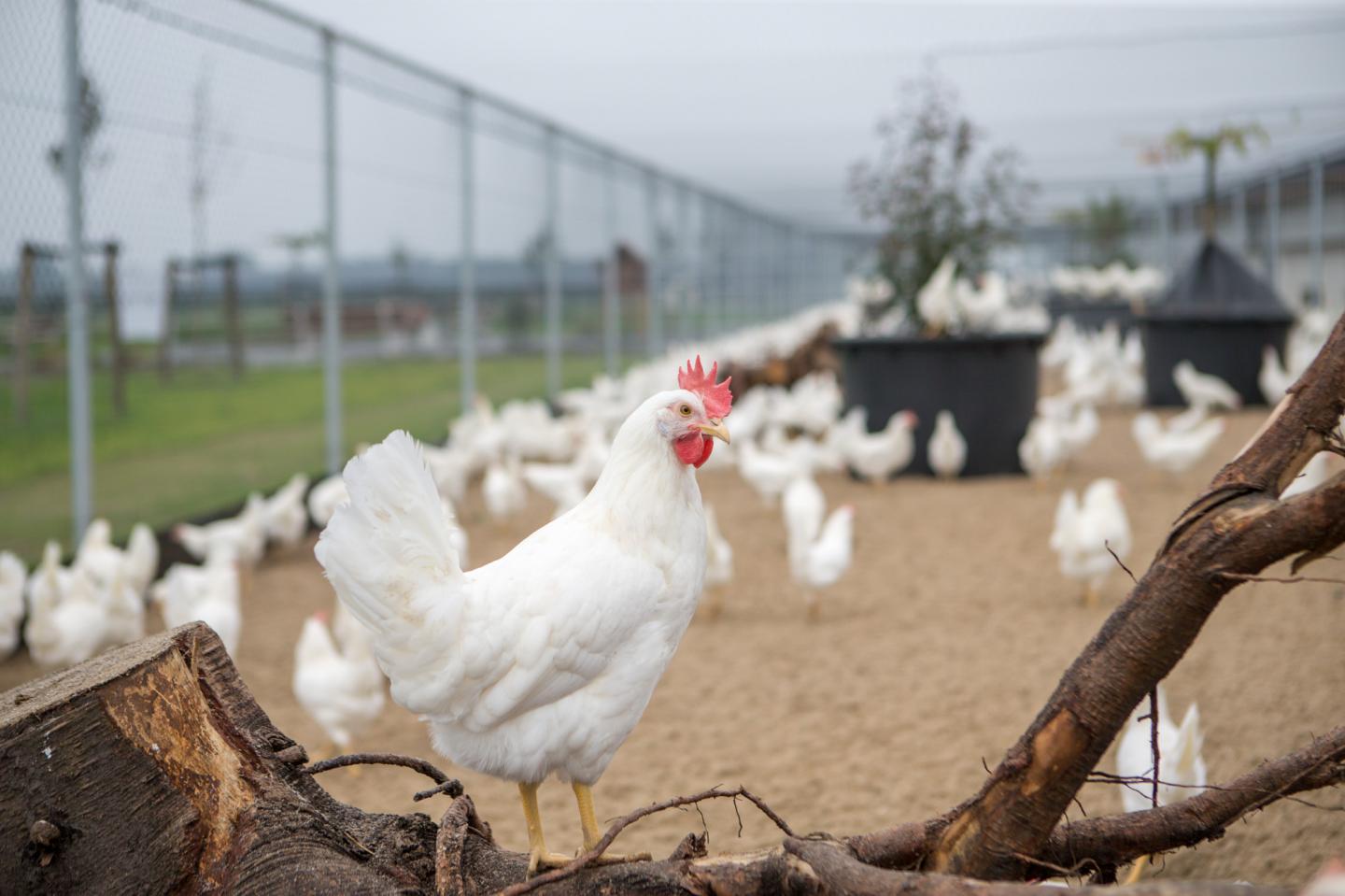 Hen In Cage-Free Housing