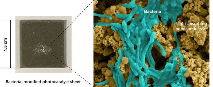 Photocatalyst sheet containing light-absorbing particles and bacteria