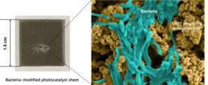 Photocatalyst sheet containing light-absorbing particles and bacteria