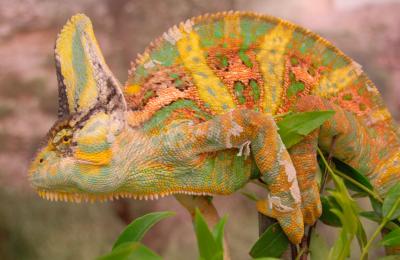 Veiled Chameleon (1 of 2)