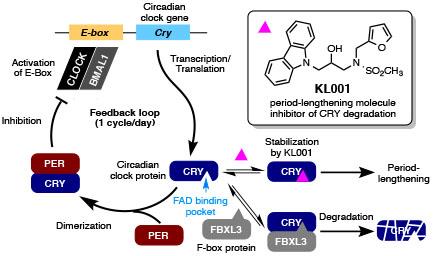 Feedback Loop of Circadian Rhythm