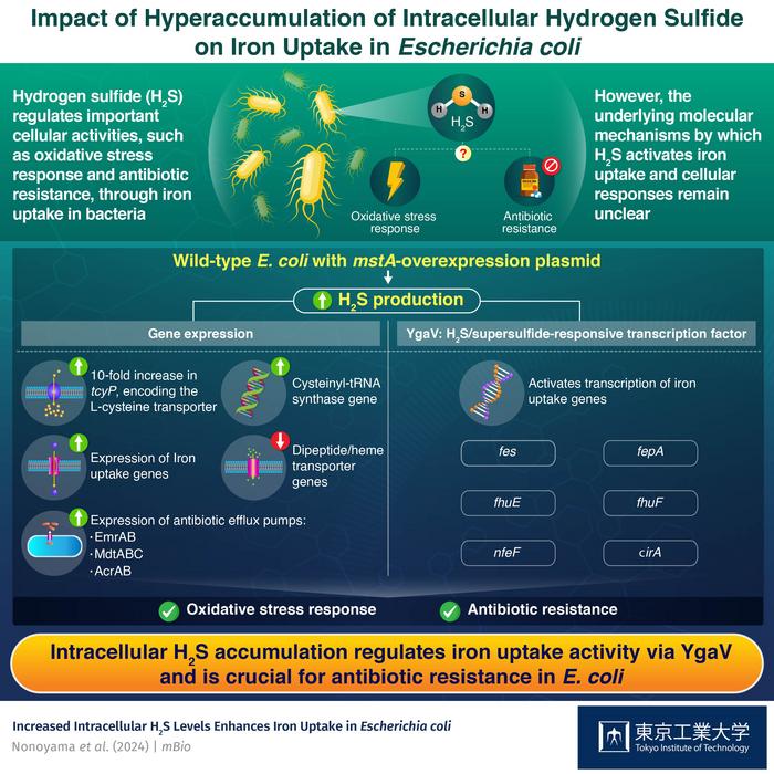 Impact of Hyperaccumulation of Intracellular Hydrogen Sulfide  on Iron Uptake in Escherichia coli