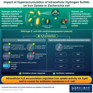 Impact of Hyperaccumulation of Intracellular Hydrogen Sulfide  on Iron Uptake in Escherichia coli