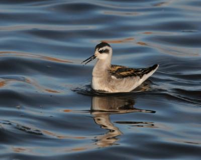 Red-necked Phalarope