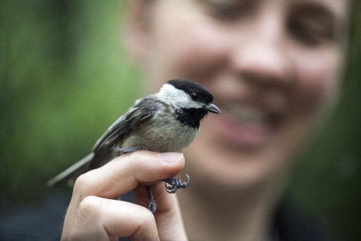 Studying Hybridization in Black-Capped and Carolina Chickadees