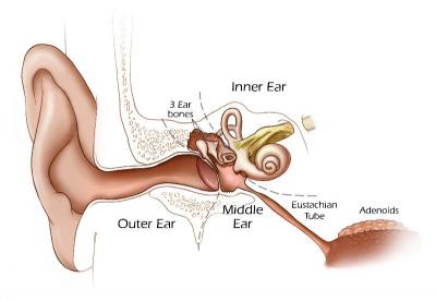 Obestity and Ear Infections